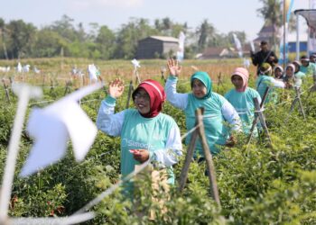Syngenta Indonesia Luncurkan SIMODIS® Pengendali Serangan Hama Pada Tanaman Cabai