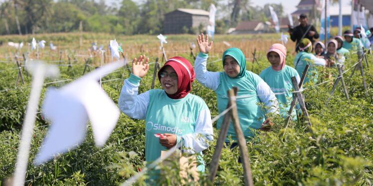 Syngenta Indonesia Luncurkan SIMODIS® Pengendali Serangan Hama Pada Tanaman Cabai