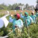 Syngenta Indonesia Luncurkan SIMODIS® Pengendali Serangan Hama Pada Tanaman Cabai