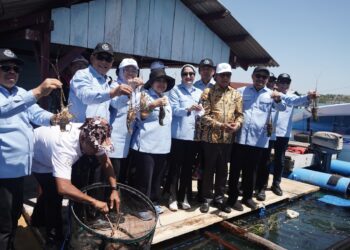 KKP Dorong Kemajuan Ekosistem Budi Daya Lobster di Lombok Timur