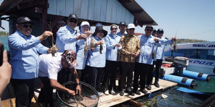KKP Dorong Kemajuan Ekosistem Budi Daya Lobster di Lombok Timur