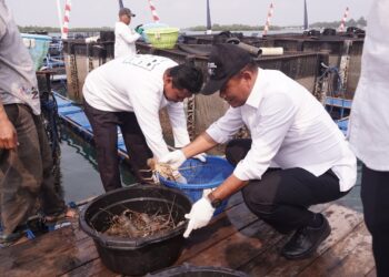 Lobster Modeling Batam Tembus Pasar Ekspor, KKP Dorong Pengembangan Budi Daya Lobster
