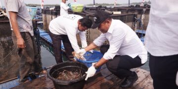 Lobster Modeling Batam Tembus Pasar Ekspor, KKP Dorong Pengembangan Budi Daya Lobster