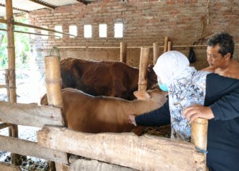 Kementan Bersama Pemda NTB Perkuat Perlindungan Ternak