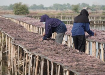 KKP – UNDP Dorong Peningkatan Produksi dan Hilirisasi Rumput Laut Gracilaria di Sidoarjo