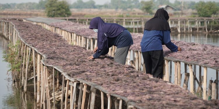KKP – UNDP Dorong Peningkatan Produksi dan Hilirisasi Rumput Laut Gracilaria di Sidoarjo