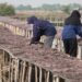 KKP – UNDP Dorong Peningkatan Produksi dan Hilirisasi Rumput Laut Gracilaria di Sidoarjo