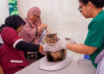 World Rabies Day 2026: Jangan Abaikan Gigitan, Segera Cuci Luka Selama 15 Menit