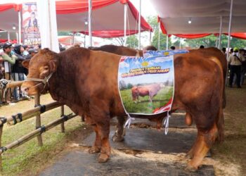 Kontes Sapi APPSI Piala Presiden 2026, Kementan Perkuat Genetik dan Produktivitas