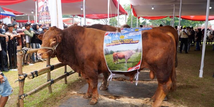Kontes Sapi APPSI Piala Presiden 2026, Kementan Perkuat Genetik dan Produktivitas