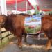 Kontes Sapi APPSI Piala Presiden 2026, Kementan Perkuat Genetik dan Produktivitas