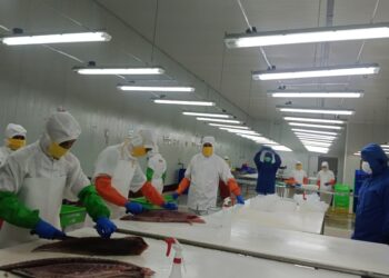 Ekspor Perikanan Maluku Periode Januari – September 2026 Capai Rp700 Miliar