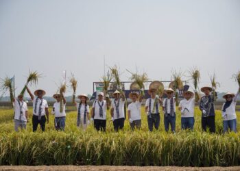 Inovasi Teknologi Percepat Transformasi Pertanian Padi Indonesia