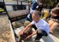 KKP Lepasliarkan 20 Penyu Hijau Hasil Penyelamatan dari Penyelundupan di Bali