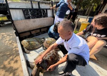 KKP Lepasliarkan 20 Penyu Hijau Hasil Penyelamatan dari Penyelundupan di Bali