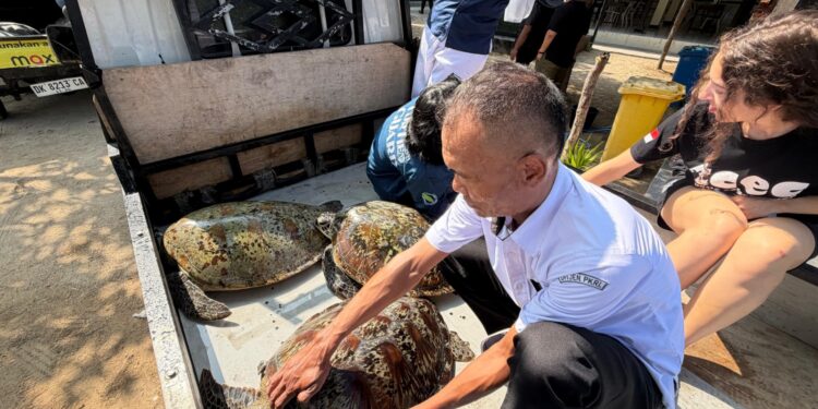 KKP Lepasliarkan 20 Penyu Hijau Hasil Penyelamatan dari Penyelundupan di Bali