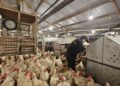 Mentan Amran Perkuat Pengawasan Tata Niaga Ayam dan Telur dari Hulu ke Hilir