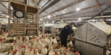 Mentan Amran Perkuat Pengawasan Tata Niaga Ayam dan Telur dari Hulu ke Hilir