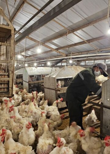Mentan Amran Perkuat Pengawasan Tata Niaga Ayam dan Telur dari Hulu ke Hilir