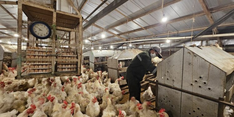 Mentan Amran Perkuat Pengawasan Tata Niaga Ayam dan Telur dari Hulu ke Hilir