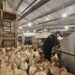Mentan Amran Perkuat Pengawasan Tata Niaga Ayam dan Telur dari Hulu ke Hilir