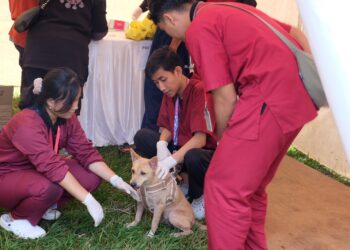 Perkuat Pengendalian Rabies di Bali, Kementan Alokasikan 205.000 Dosis Vaksin pada 2026